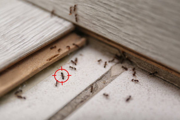 Best Cockroach Control Services  in Marathon, FL