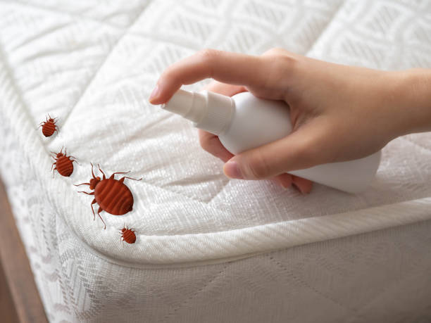 Best Pest Control Near Me  in Marathon, FL